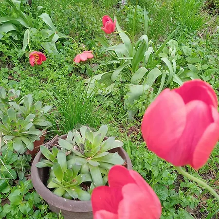 Slavica S * Soko Banja
